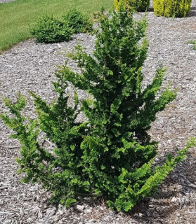 Cypruštek tupolistý 'Teddy Bear'